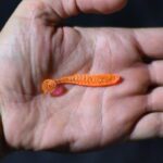 Приманки Eleven Lures Loony Tail 2'' - Carrot Orange