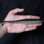 Приманки Keitech Easy Shiner 8'' - #418 Bluegill Flash