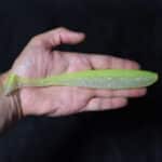 Приманки Keitech Easy Shiner 8'' - #PAL02 Lime Chart Shad