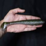 Приманки Keitech Swing Impact Fat 7,8'' - #416 Silver Flash Minnow