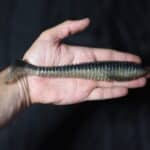 Приманки Keitech Swing Impact Fat 7,8'' - #418 Bluegill Flash
