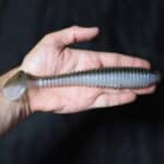 Приманки Keitech Swing Impact Fat 7,8'' - #440 Electric Shad