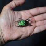 Воблер Chafer37 Майский Жук - BG-08-L