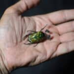 Воблер Chafer37 Майский Жук - BG-23-L