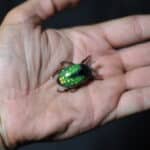 Воблер Chafer37 Майский Жук (малый) - SG-08-L