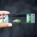 Воблер Nories Worming Crank Shot Spin Shallow Silent 37F - 359M
